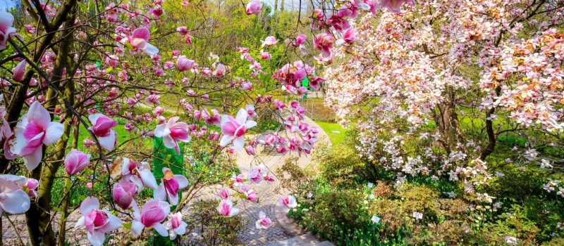 magnolien_86c0aae173